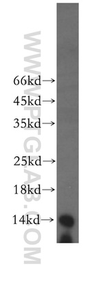 BOLA1 Antibody in Western Blot (WB)