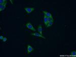 BOLA1 Antibody in Immunocytochemistry (ICC/IF)