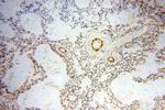 BOLA1 Antibody in Immunohistochemistry (Paraffin) (IHC (P))
