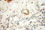 BOLA1 Antibody in Immunohistochemistry (Paraffin) (IHC (P))