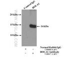 BOLA1 Antibody in Immunoprecipitation (IP)