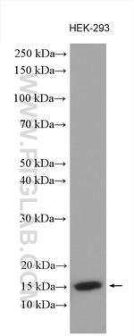 BOLA1 Antibody in Western Blot (WB)