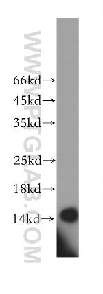 BOLA1 Antibody in Western Blot (WB)
