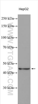 APOA5 Antibody in Western Blot (WB)