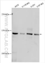 GREM1 Antibody in Western Blot (WB)