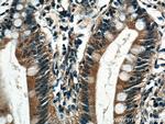 TRPM5 Antibody in Immunohistochemistry (Paraffin) (IHC (P))