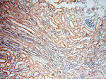 CARD6 Antibody in Immunohistochemistry (Paraffin) (IHC (P))