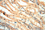 CARD6 Antibody in Immunohistochemistry (Paraffin) (IHC (P))
