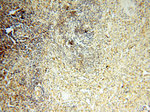 CARD6 Antibody in Immunohistochemistry (Paraffin) (IHC (P))