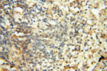 CARD6 Antibody in Immunohistochemistry (Paraffin) (IHC (P))