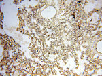 CARD6 Antibody in Immunohistochemistry (Paraffin) (IHC (P))