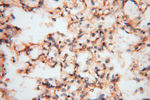 CARD6 Antibody in Immunohistochemistry (Paraffin) (IHC (P))