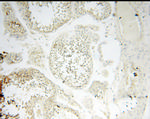 CARD6 Antibody in Immunohistochemistry (Paraffin) (IHC (P))