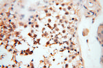 CARD6 Antibody in Immunohistochemistry (Paraffin) (IHC (P))