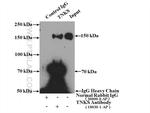 TNKS Antibody in Immunoprecipitation (IP)