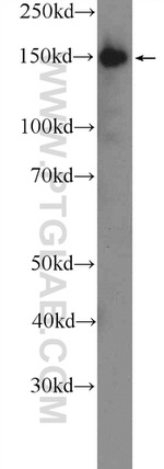 CGNL1 Antibody in Western Blot (WB)