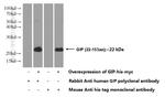 GIP Antibody in Western Blot (WB)