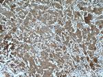 LONP2 Antibody in Immunohistochemistry (Paraffin) (IHC (P))