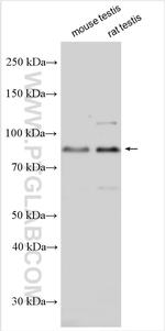 SMURF2 Antibody in Western Blot (WB)