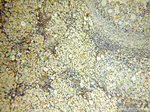 UBA52 Antibody in Immunohistochemistry (Paraffin) (IHC (P))