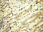 UBA52 Antibody in Immunohistochemistry (Paraffin) (IHC (P))