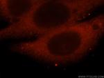 Securin / PTTG1 Antibody in Immunocytochemistry (ICC/IF)