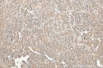 OXT Antibody in Immunohistochemistry (Paraffin) (IHC (P))