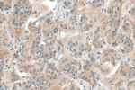 OXT Antibody in Immunohistochemistry (Paraffin) (IHC (P))