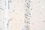 OXT Antibody in Immunohistochemistry (Paraffin) (IHC (P))