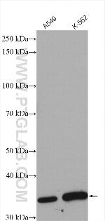 CCNY Antibody in Western Blot (WB)