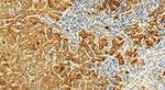 PGLYRP1 Antibody in Immunohistochemistry (Paraffin) (IHC (P))