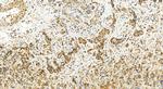 PGLYRP1 Antibody in Immunohistochemistry (Paraffin) (IHC (P))
