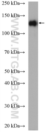 MLN51/CASC3 Antibody in Western Blot (WB)
