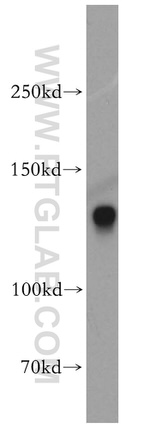 DNA Ligase I Antibody in Western Blot (WB)