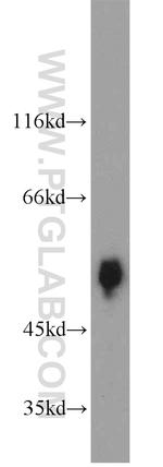 fetuin-B Antibody in Western Blot (WB)