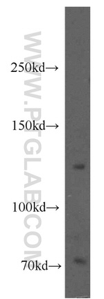 KIRREL3 Antibody in Western Blot (WB)