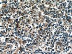 TREML4 Antibody in Immunohistochemistry (Paraffin) (IHC (P))