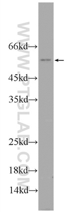 TREML4 Antibody in Western Blot (WB)