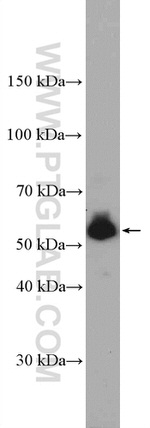 TREML4 Antibody in Western Blot (WB)