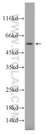 TREML4 Antibody in Western Blot (WB)