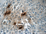 DEFA1 Antibody in Immunohistochemistry (Paraffin) (IHC (P))