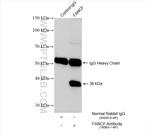 FANCF Antibody in Immunoprecipitation (IP)