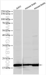 Histone H3.4 Antibody in Western Blot (WB)
