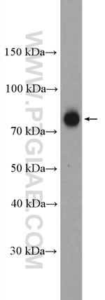 SEMA7A Antibody in Western Blot (WB)