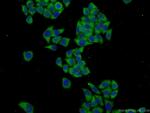 FKBP9 Antibody in Immunocytochemistry (ICC/IF)