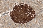 G6PC2 Antibody in Immunohistochemistry (Paraffin) (IHC (P))