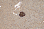 G6PC2 Antibody in Immunohistochemistry (Paraffin) (IHC (P))