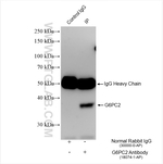 G6PC2 Antibody in Immunoprecipitation (IP)