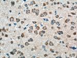 PCDHA9 Antibody in Immunohistochemistry (Paraffin) (IHC (P))
