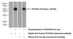 PCDHA9 Antibody in Western Blot (WB)